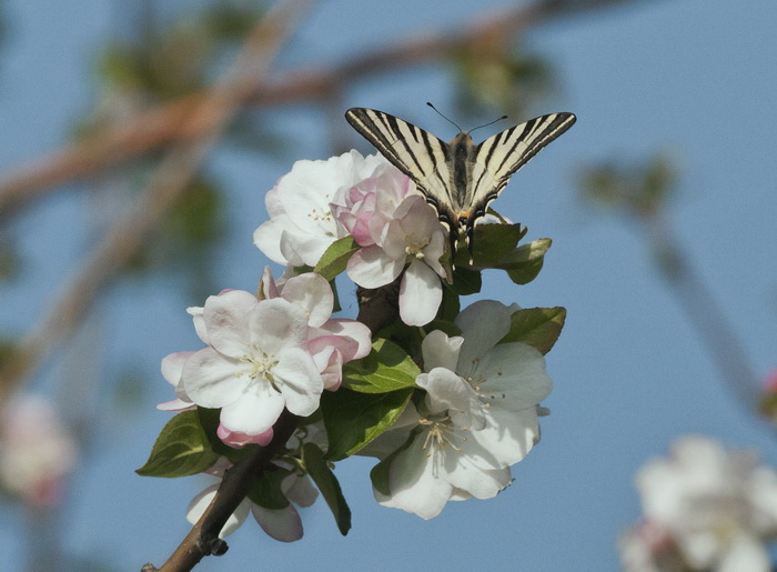 Iphiclides podalirius - Podalirio